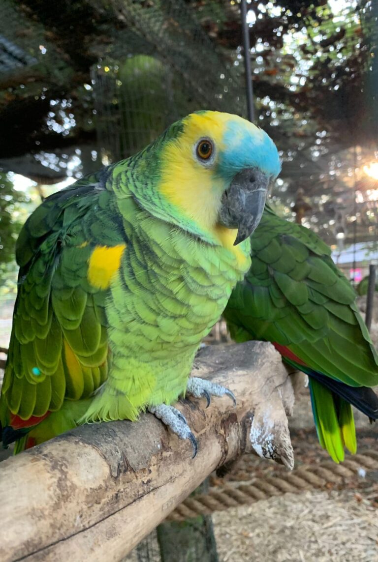 Amazon Parrot