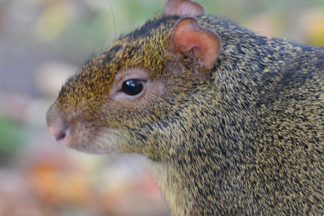 Azara's Agoutis