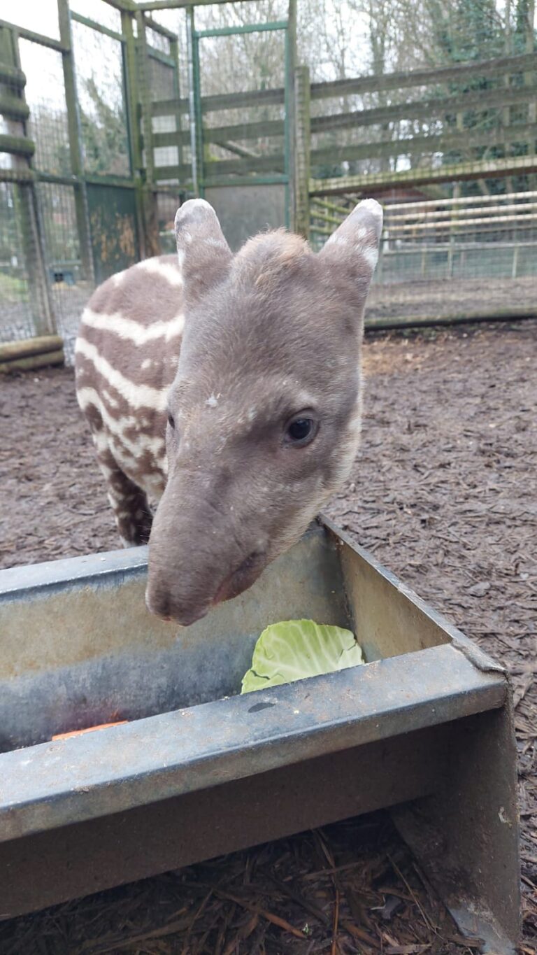 "Santiago" our new baby Tapir