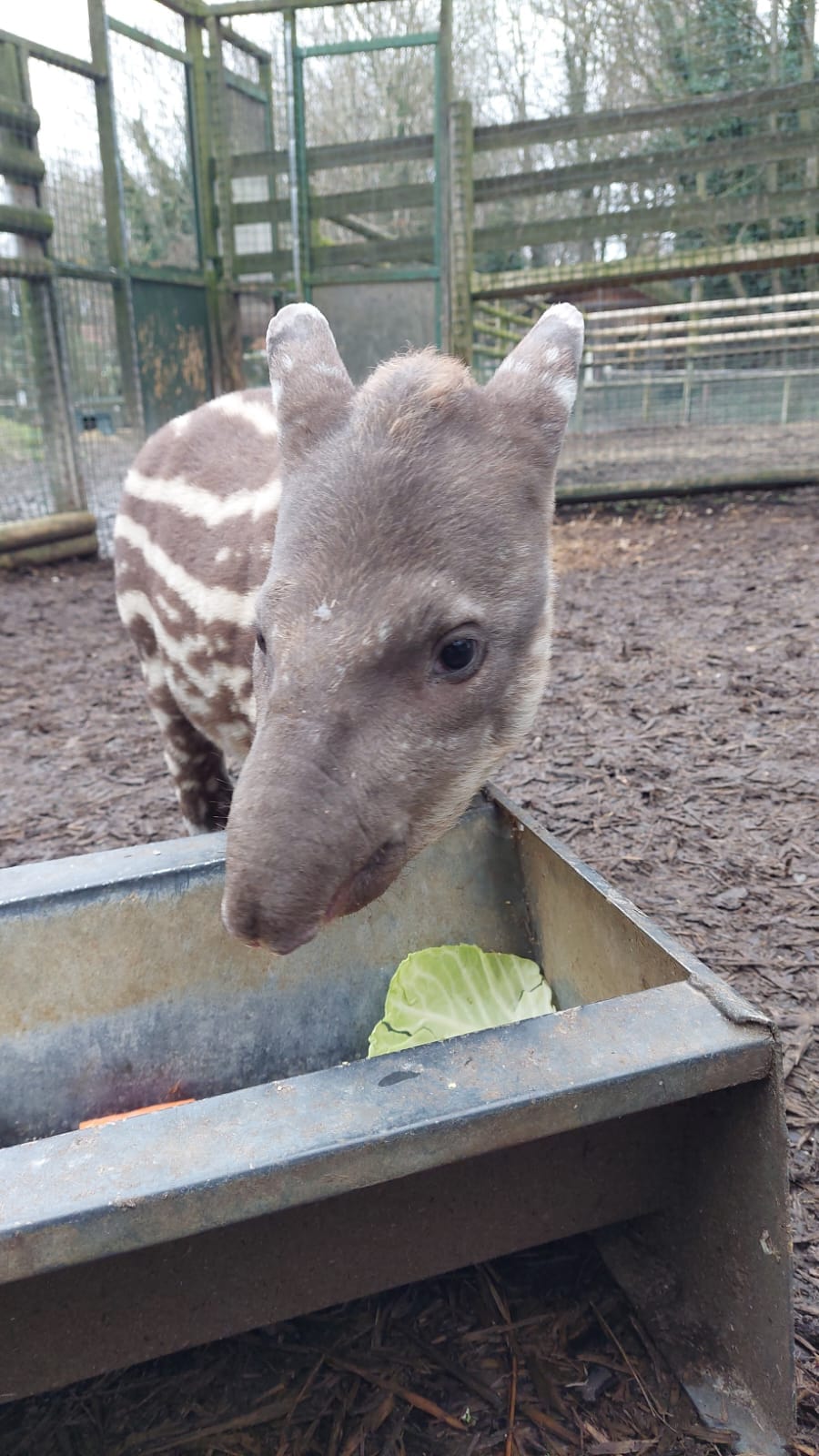 "Santiago" our new baby Tapir