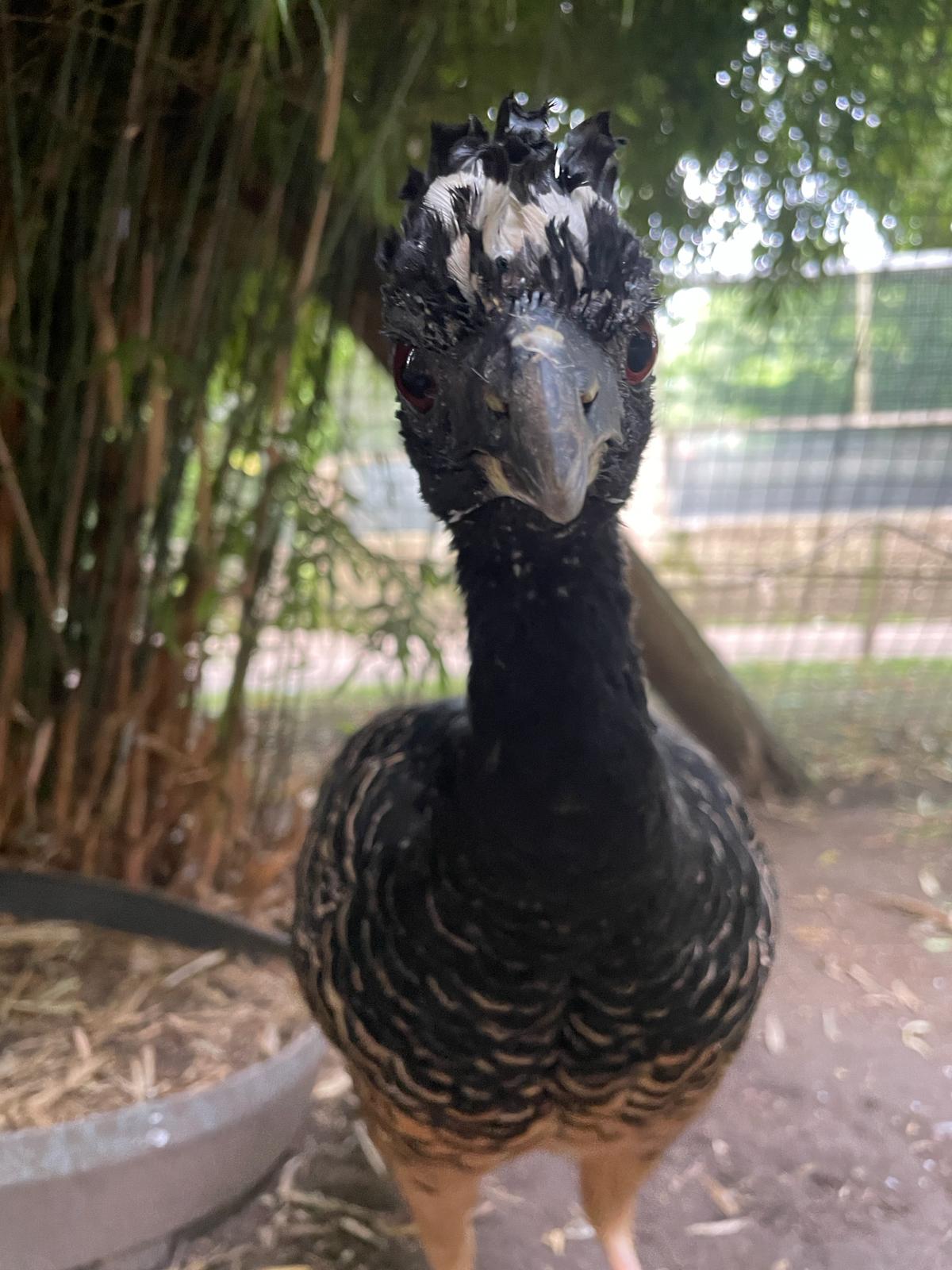 Bare-faced Curassows