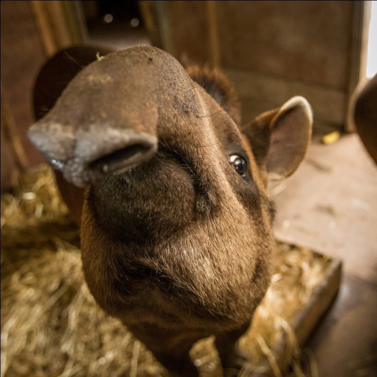 Brazilian Tapir