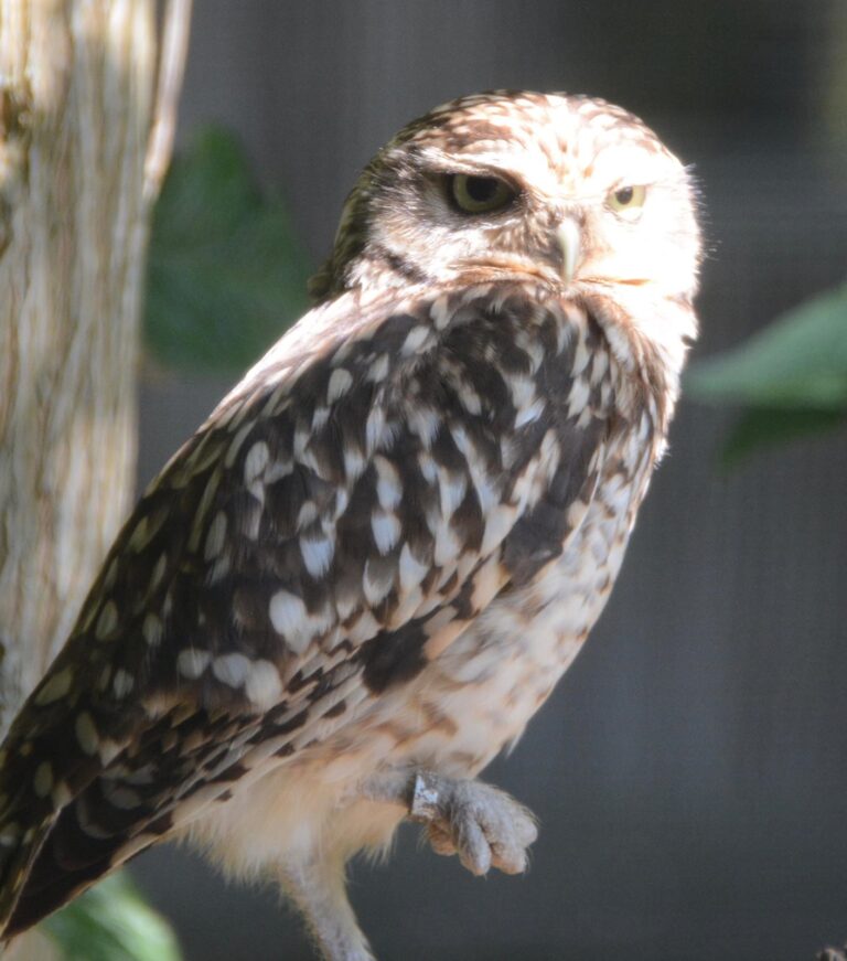 Burrowing Owl