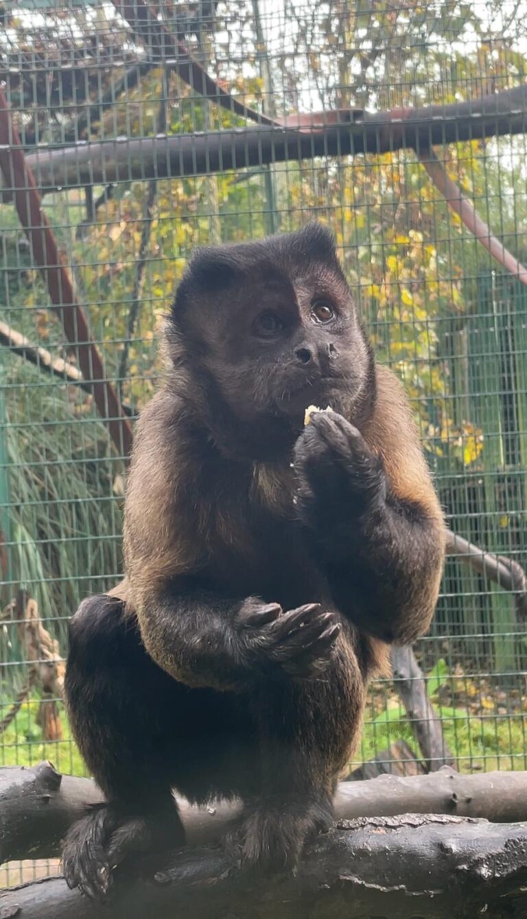 Capuchin Monkey