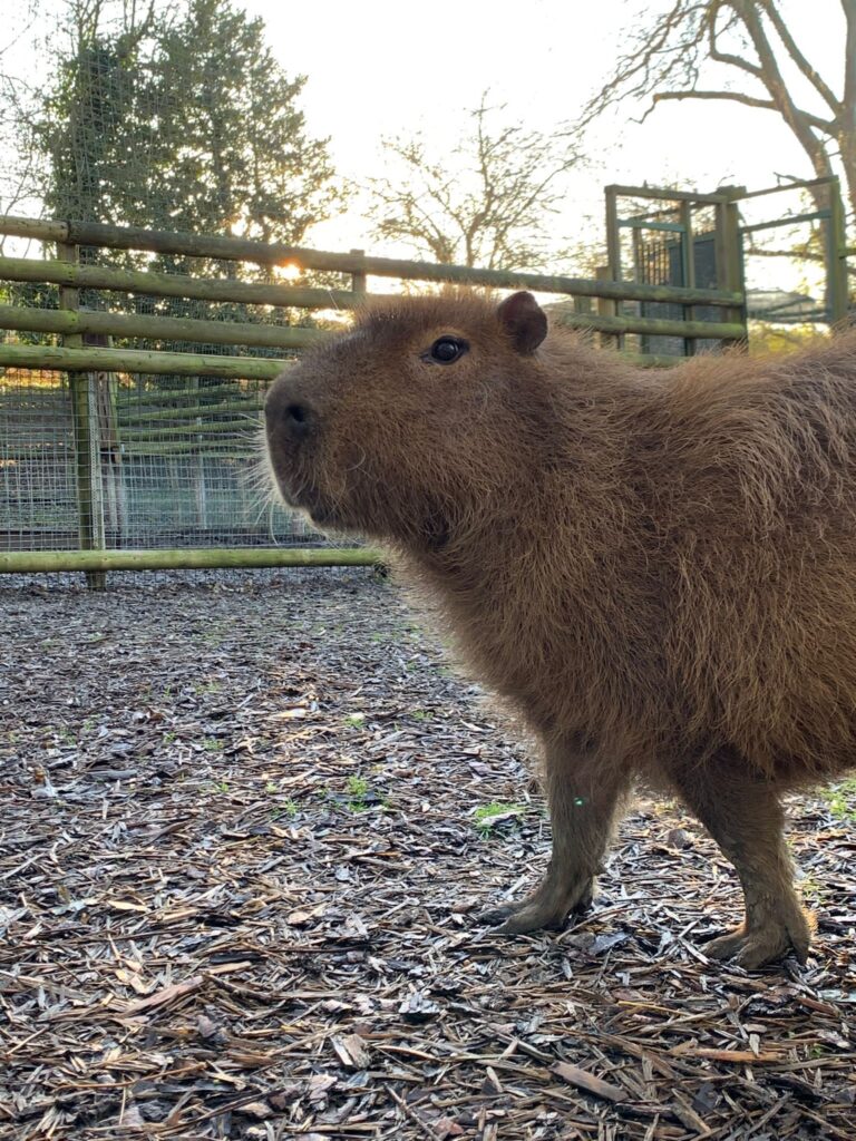 Capybara