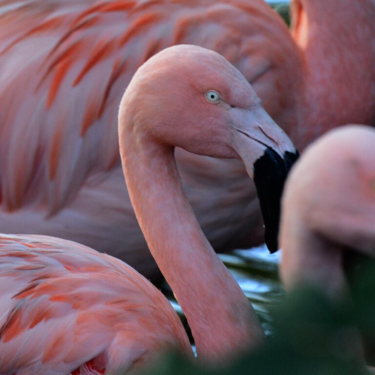 Chilean Flamingo