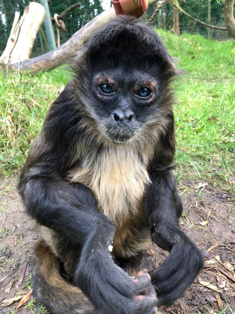 Geoffroy’s Spider Monkey