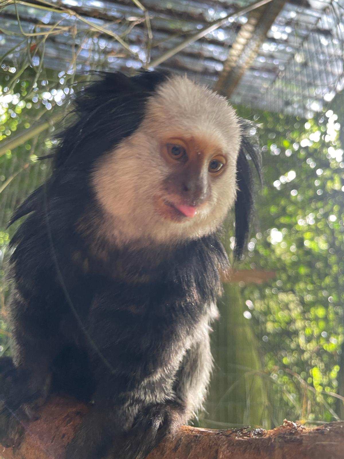 Geoffroy's Marmoset