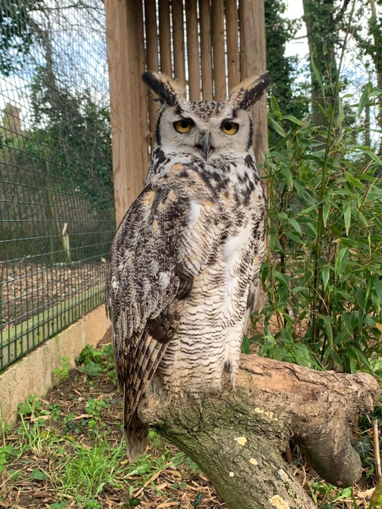 Great Horned Owl