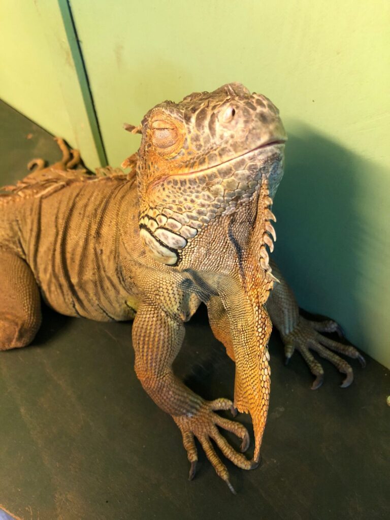 Green Iguana