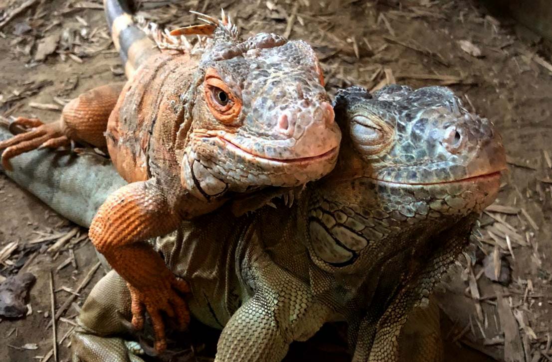Iguanas