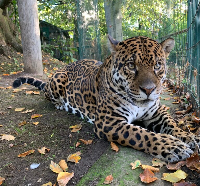 Jaguar