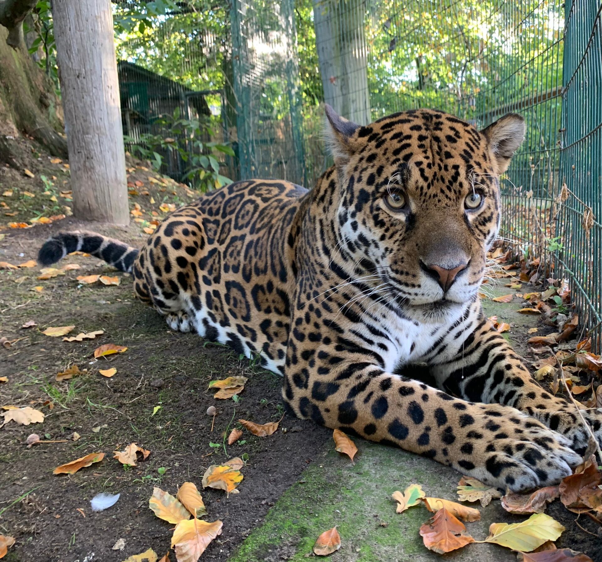 Jaguar