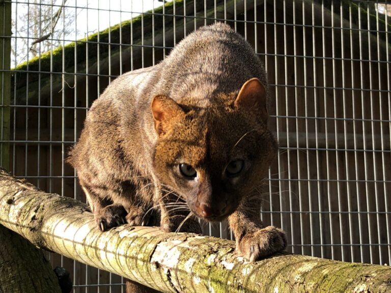 Jaguarundi