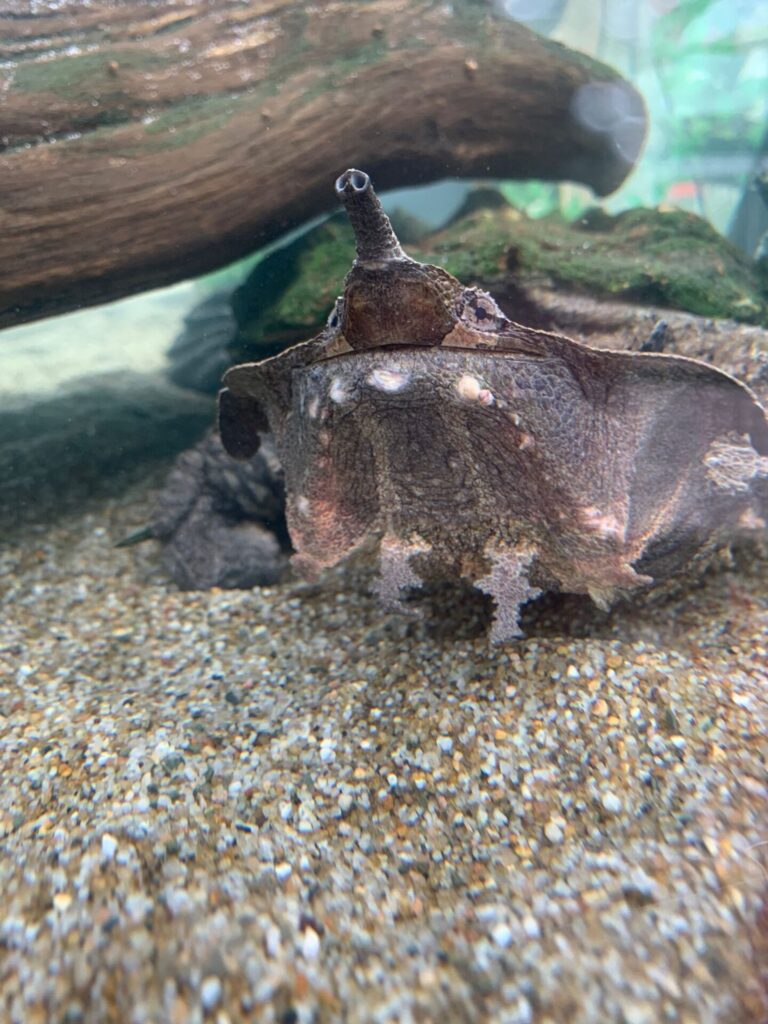 Matamata Turtle