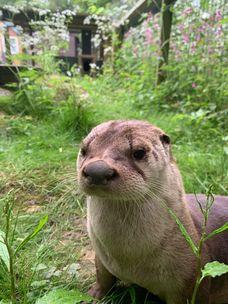 Giant River Otters