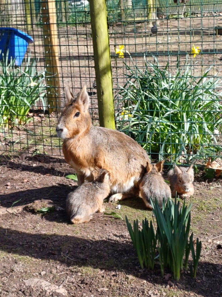 Patagonian Mara