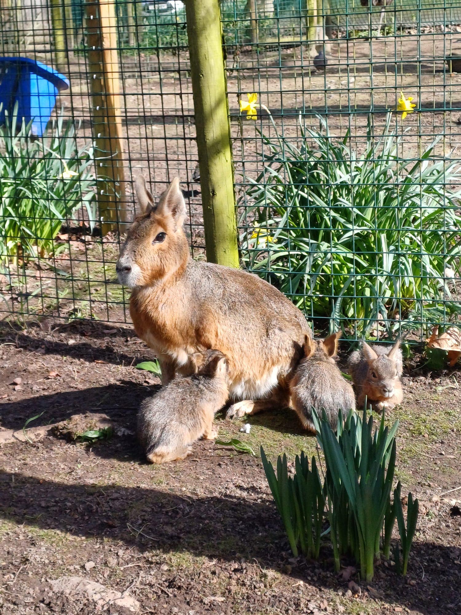Patagonian Mara