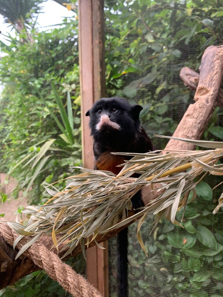 Red Bellied Tamarin