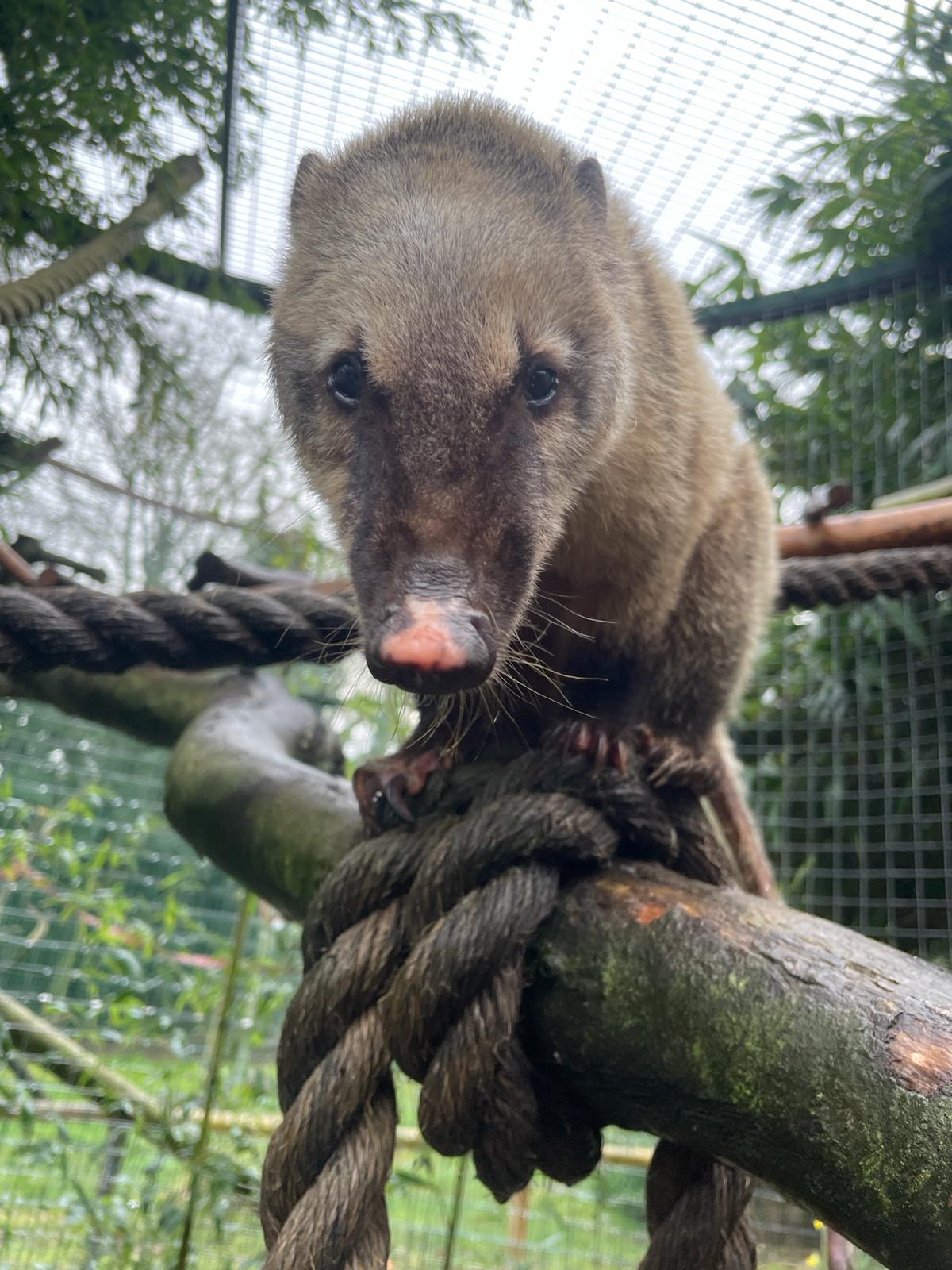 Ring Tailed Coati