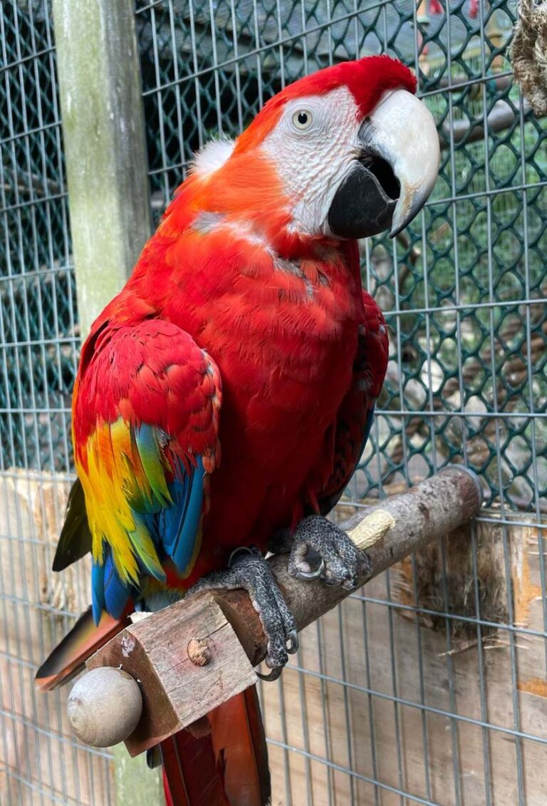 Scarlet Macaw