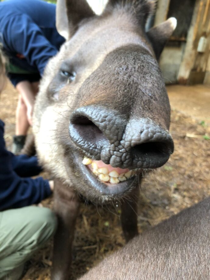 Smiley Tapir
