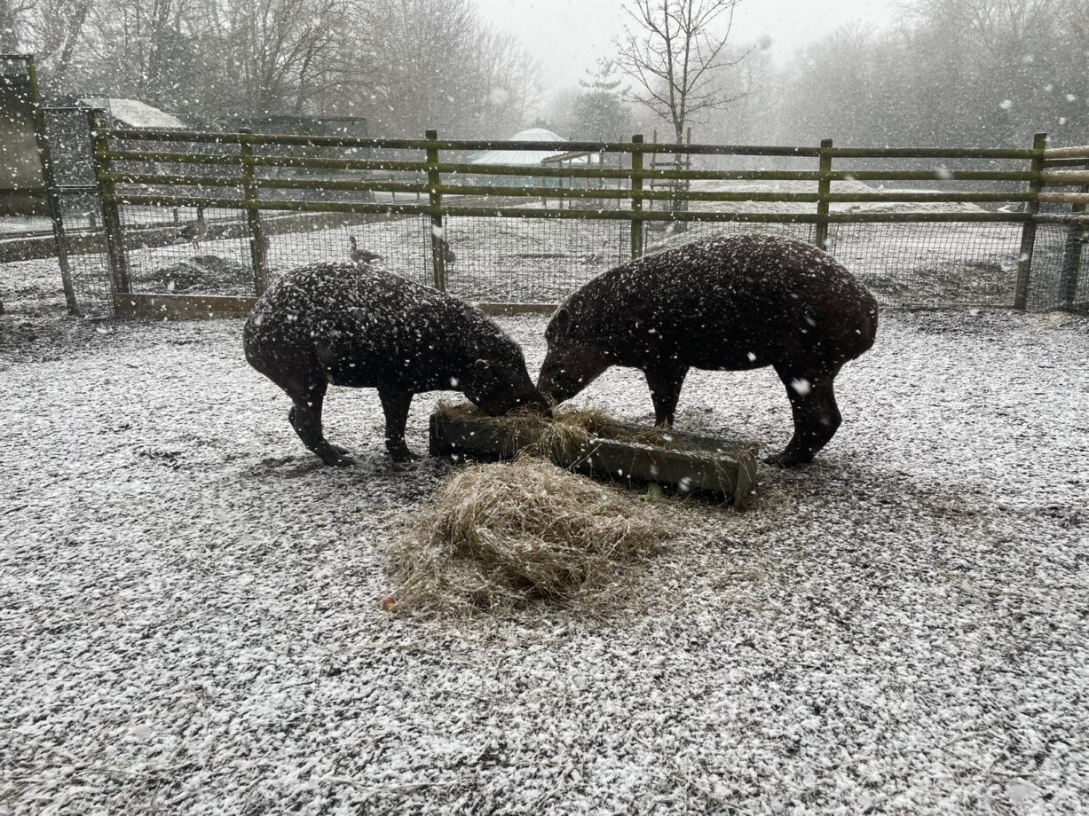 Tapirs in the snow