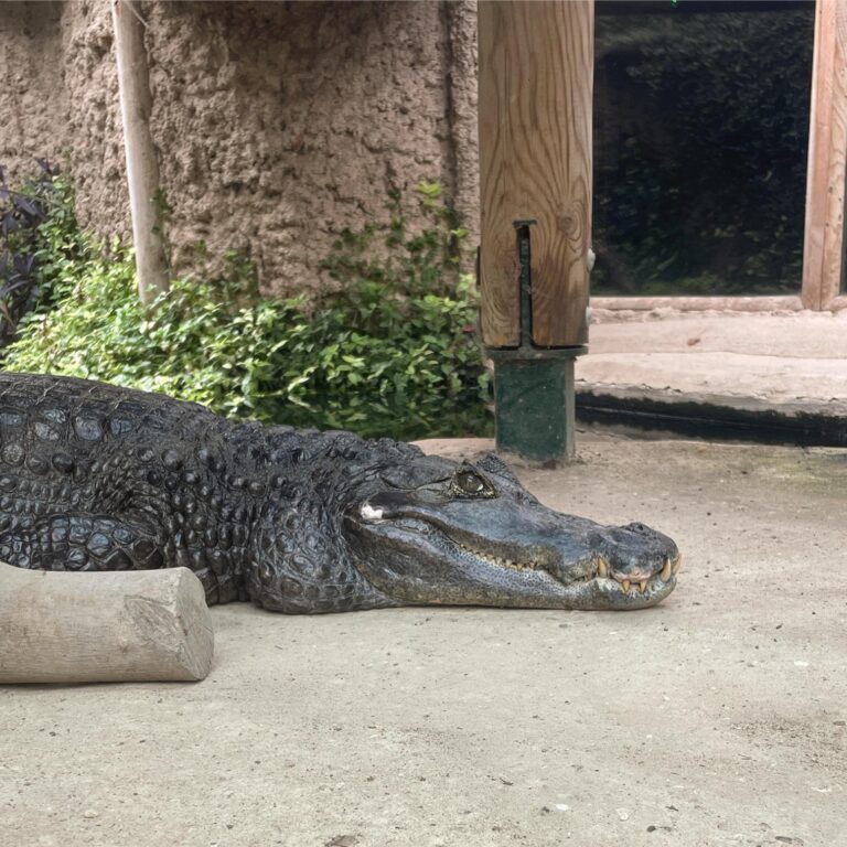 Spectacled Caiman
