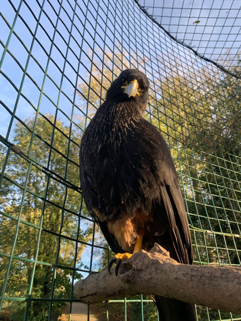 Striated Caracara