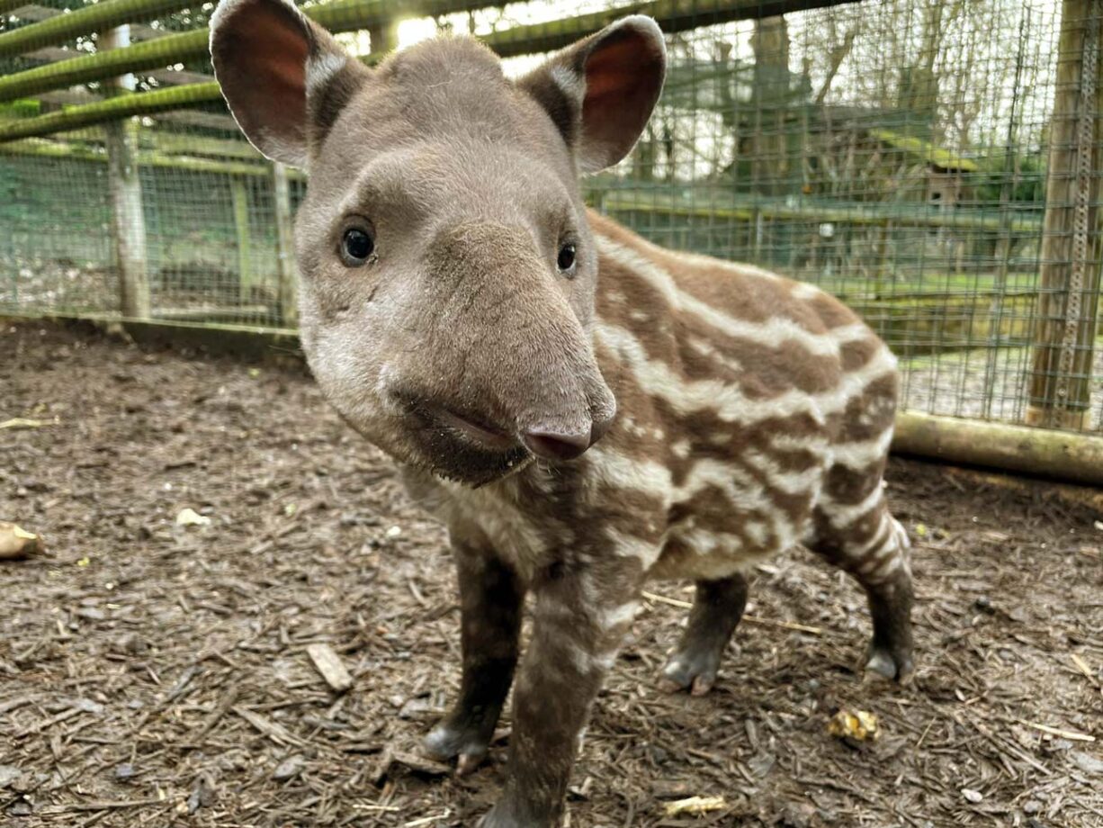 Young Tapir - "Santiago"
