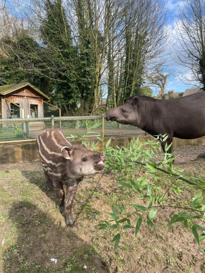 Tapirs - mother and son