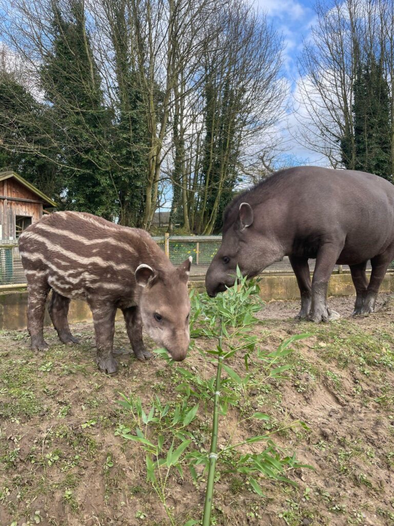 Tapirs - mother and son