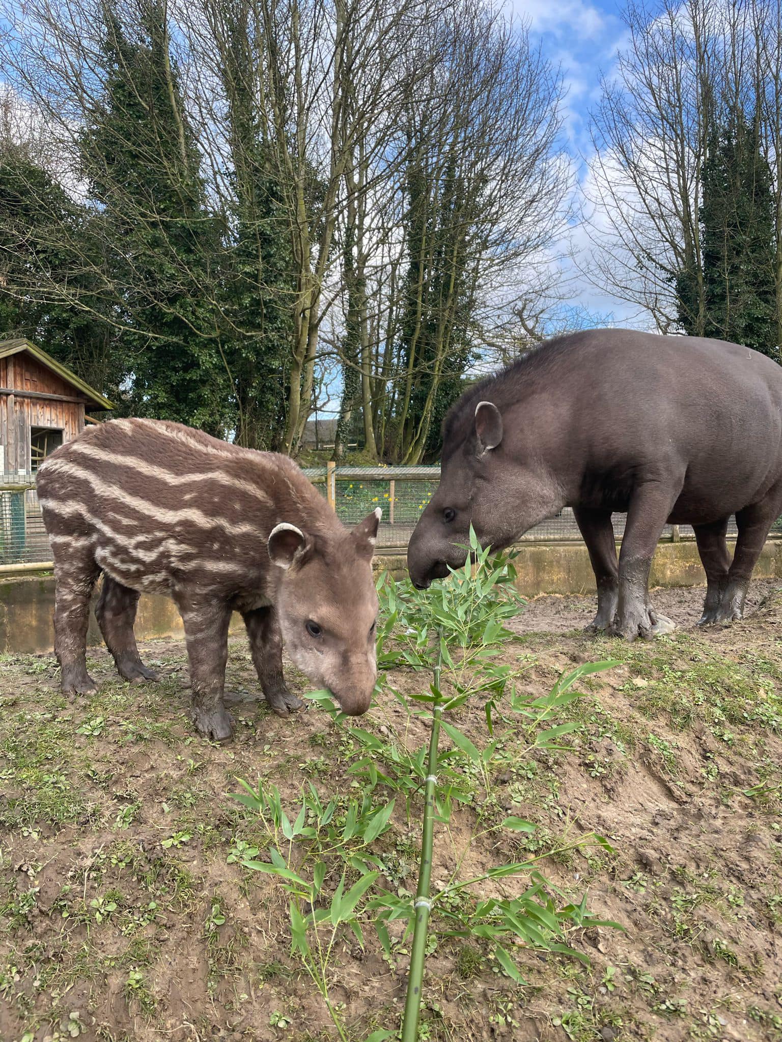 Tapirs - mother and son