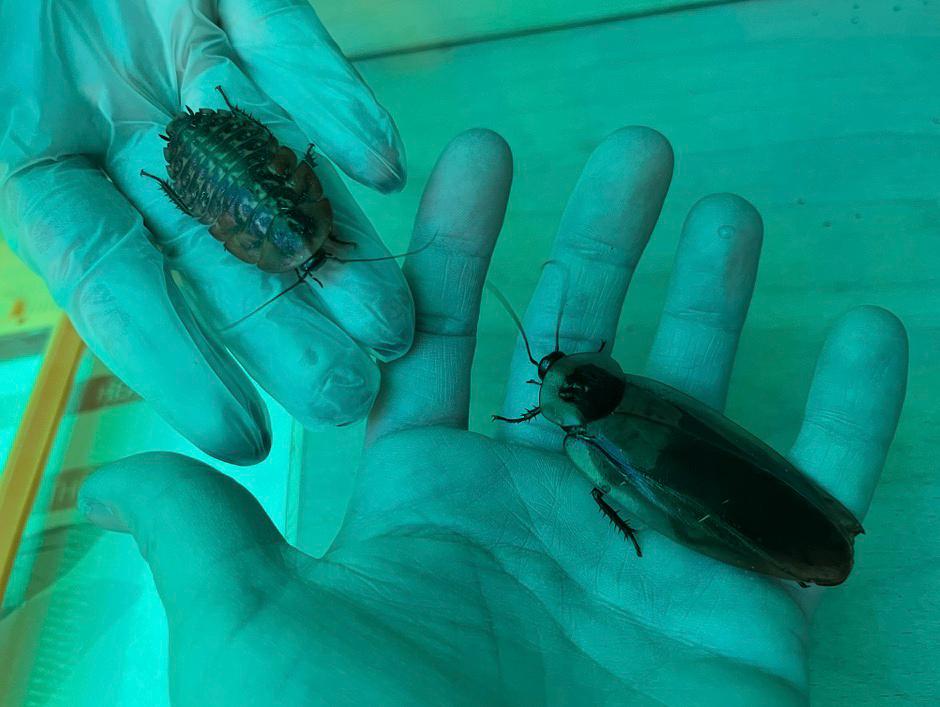Learning about bugs at Amazona Zoo